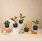 Set of 5 - Aglaonema Lipstick & Peperomia Green & ZZ - Zamia Green & Money N'Joy & Peace Lily Plant