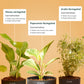 Set of 3 - Money variegated & Peperomia Variegated & Aralia Variegated Plant