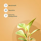 Set of 3 - Money variegated & Peperomia Variegated & Aralia Variegated Plant