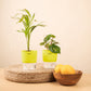 Set of 2 - Areca Palm & Betel Leaf Plant