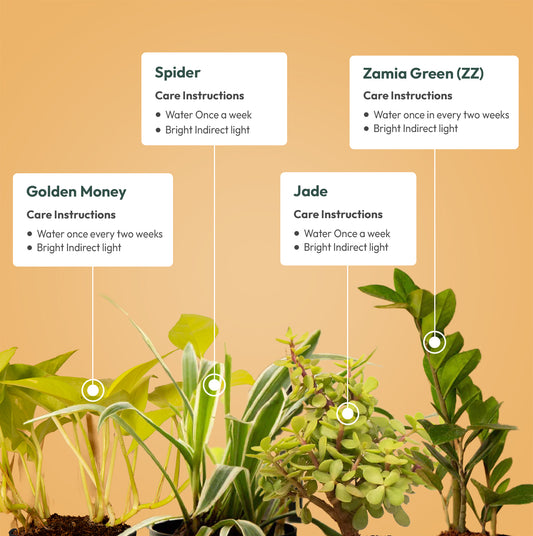 Set of 4 - ZZ - Zamia Green & Golden Money & Lucky Jade & Spider Plant