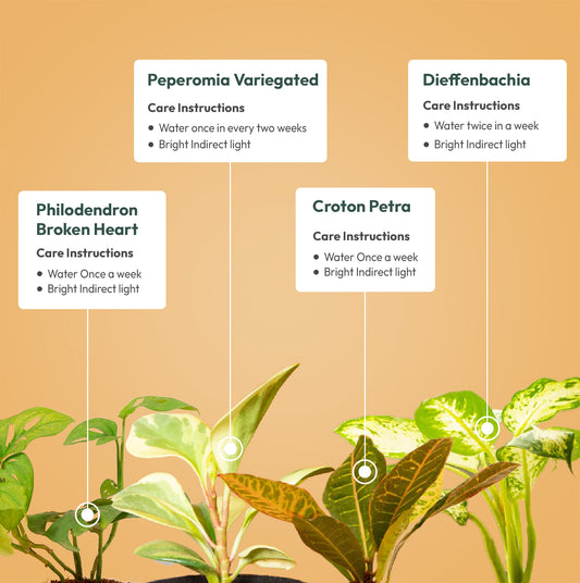 Set of 4 - Dieffenbachia & Peperomia Variegated & Philodendron Broken Heart & Croton Petra Plant