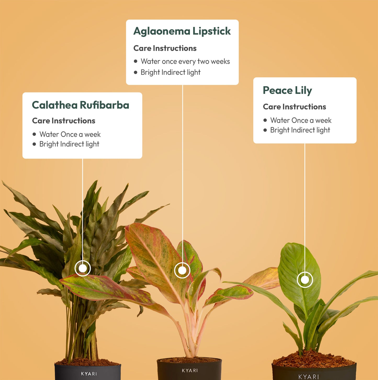 Set of 3 - Calathea Rufibarba & Aglaonema Lipstick & Peace Lily Plant