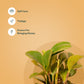 Set of 4 - Money variegated & Spider & Peperomia Green & ZZ - Zamia Green Plant