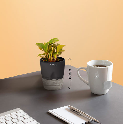 Set of 3 - Lucky Jade & Peperomia Green & Golden Money Plant