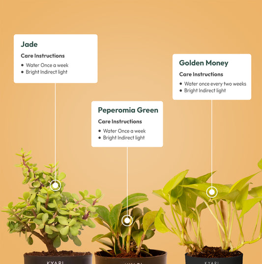 Set of 3 - Lucky Jade & Peperomia Green & Golden Money Plant
