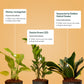 Set of 3 - Money variegated & Golden Hahnii Snake & ZZ - Zamia Green Plant