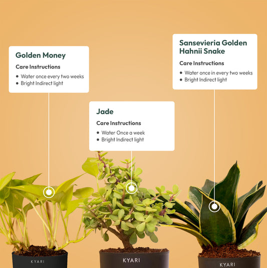 Set of 3 - Golden Money & Golden Hahnii Snake & Lucky Jade Plant