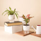 Set of 2 - Syngonium Pink & Spider Plant