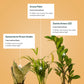 Set of 3 - Green Snake & Areca Palm & ZZ - Zamia Green Plant