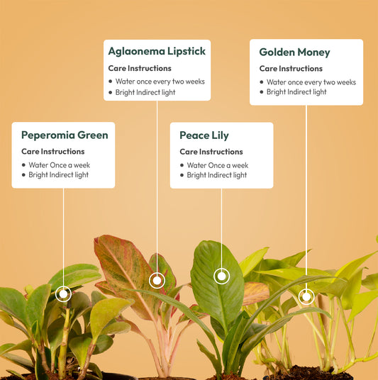 Set of 4 - Golden Money & Aglaonema Lipstick & Peace Lily & Peperomia Green Plant