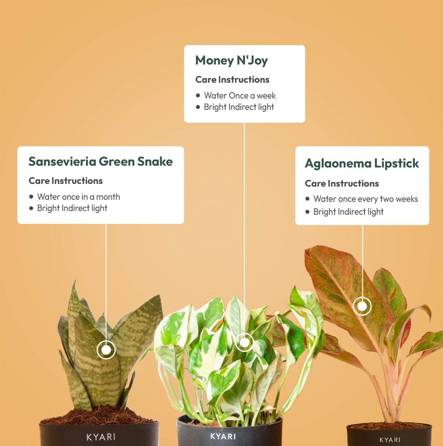 Set of 3 Live Indoor Plant Combo of Sansevieria Green Snake and Money N'Joy and Aglaonema Lipstick with Self Watering Pot
