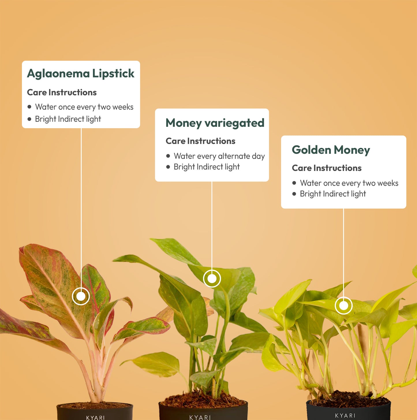 Set of 3 - Aglaonema Lipstick & Money variegated & Golden Money Plant