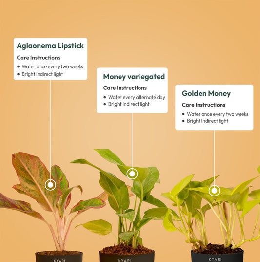 Set of 3 - Aglaonema Lipstick & Money variegated & Golden Money Plant