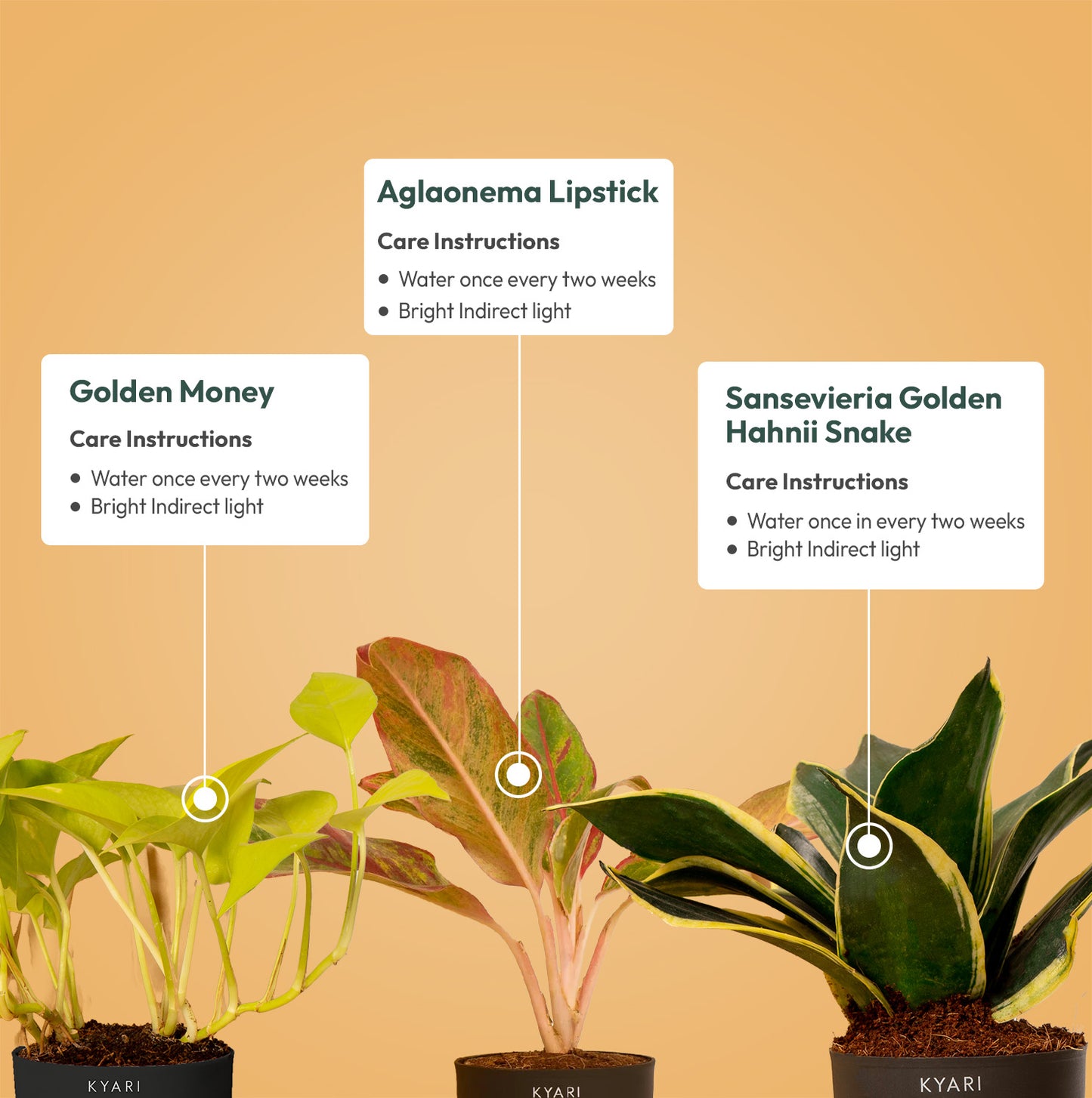 Set of 3 Live Indoor Plant Combo of Golden Money and Aglaonema Lipstick and Sansevieria Golden Hahnii Snake with Self Watering Pot