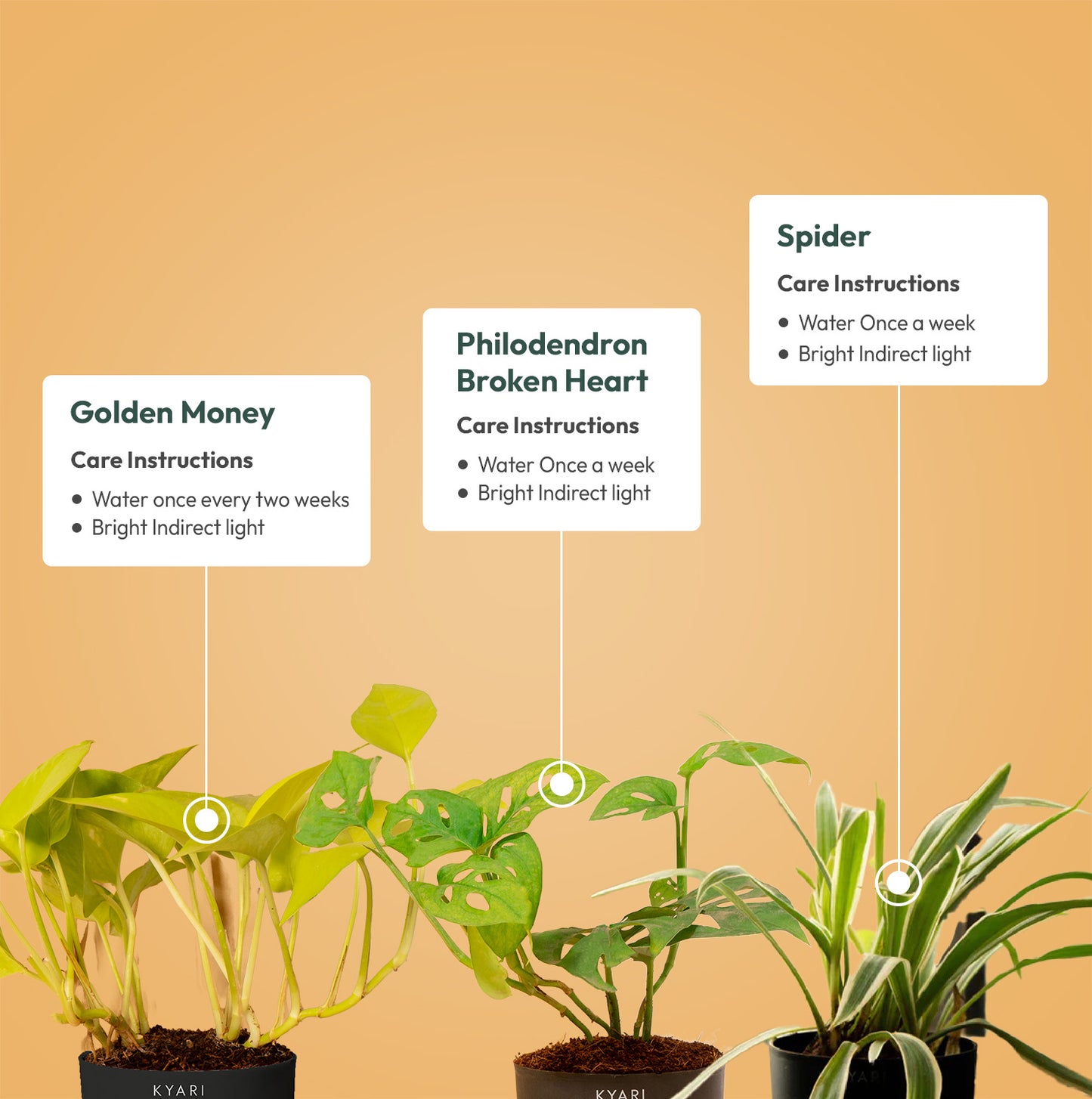 Set of 3 Live Indoor Plant Combo of Golden Money and Philodendron Broken Heart and Spider with Self Watering Pot