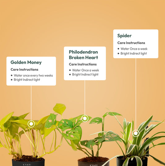 Set of 3 - Golden Money & Philodendron Broken Heart & Spider Plant