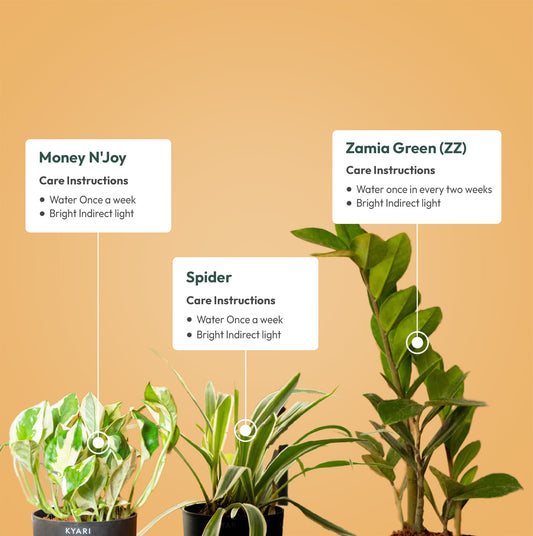 Set of 3 - Money N'Joy & Spider & ZZ - Zamia Green Plant