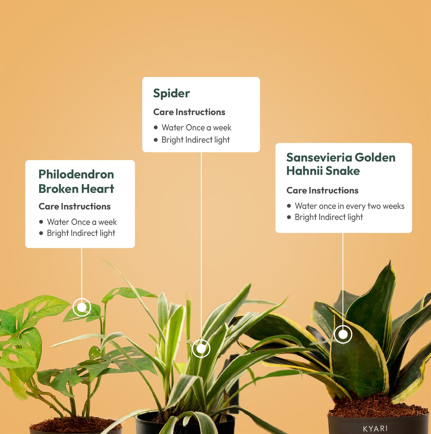 Set of 3 Live Indoor Plant Combo of Philodendron Broken Heart and Sansevieria Golden Hahnii Snake and Spider with Self Watering Pot