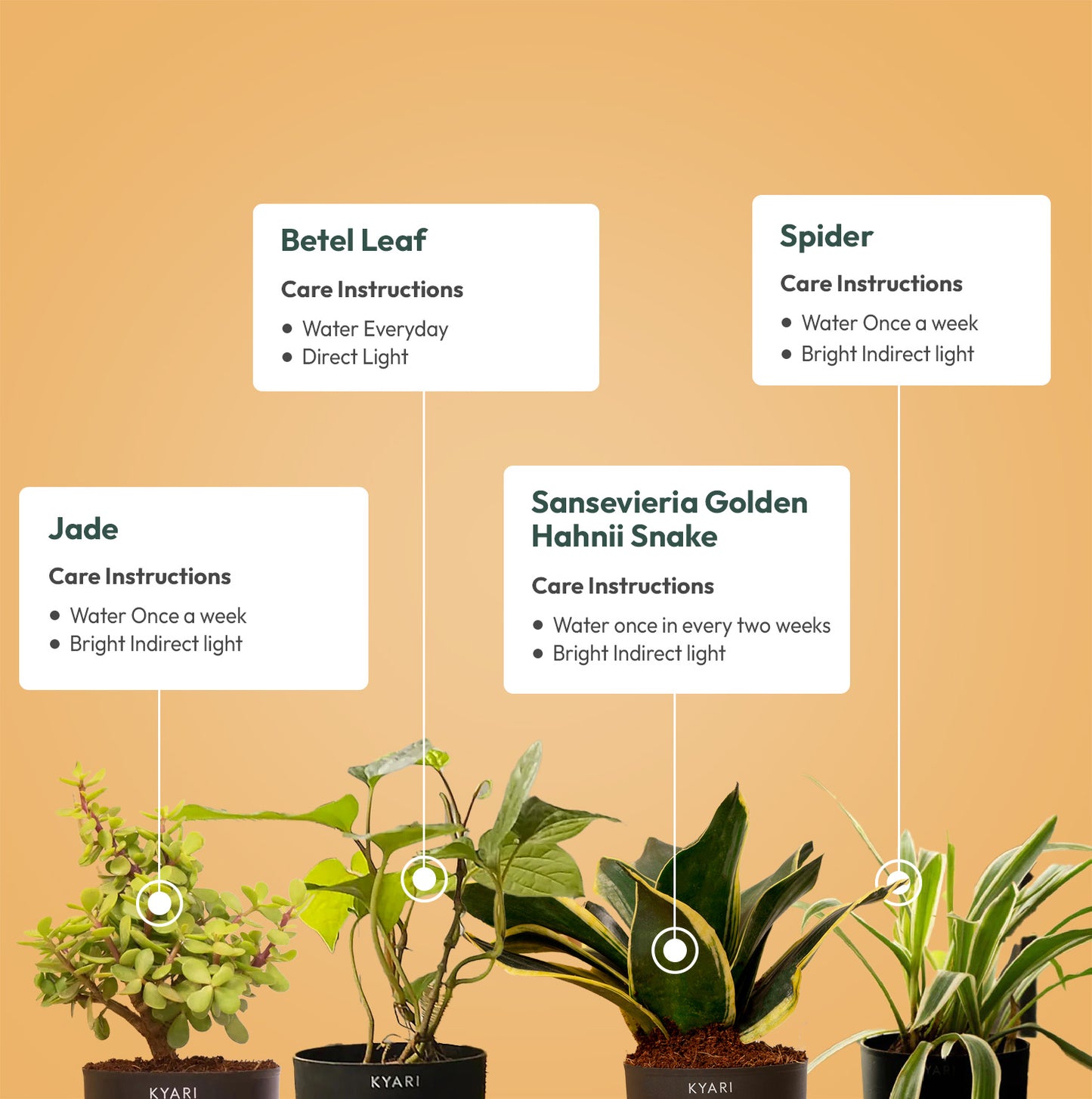 Set of 4 Live Indoor Plant Combo of Betel Leaf and Jade and Sansevieria Golden Hahnii Snake and Spider with Self Watering Pot