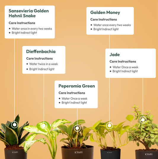 Set of 5 - Golden Hahnii Snake & Dieffenbachia & Peperomia Green & Golden Money & Lucky Jade Plant