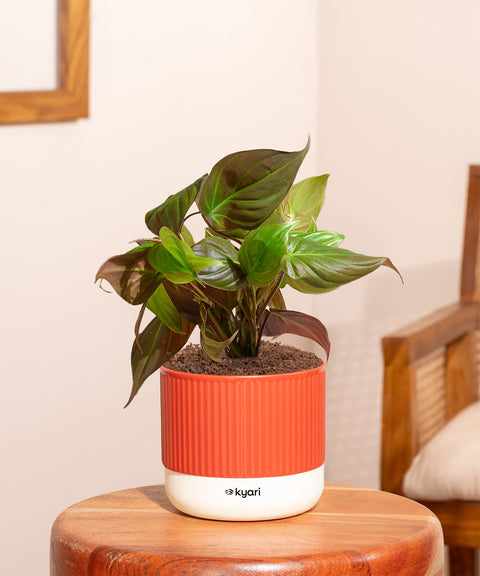 Philodendron Micans Plant With Mylo planter