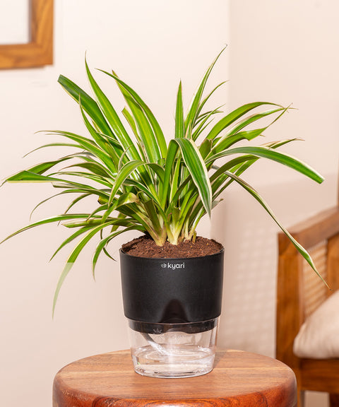 Spider Plant With Self Watering Pot