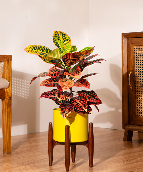 Croton Petra Plant With Self Watering Pot