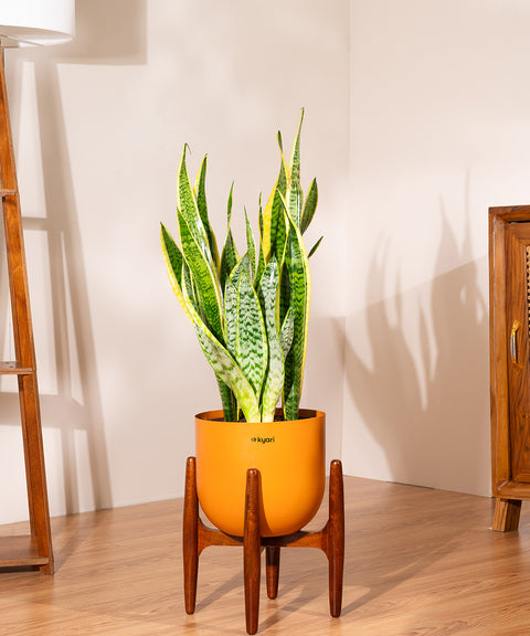 Sansevieria Zeylencia Golden with Arbor Planter