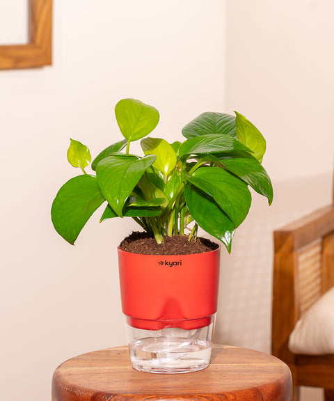 Golden Money Plant With Self Watering Pot