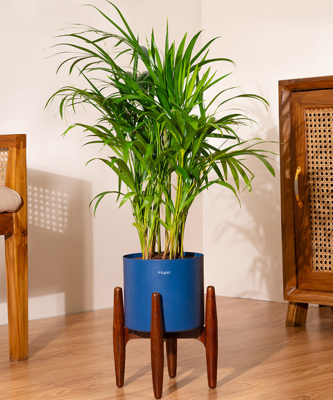 Chamaedorea Palm with Large Self Watering Pot