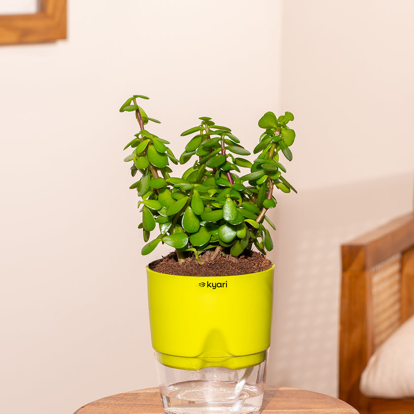 India's #1 Plant & Pots Store| As seen on Shark Tank| Kyari.co