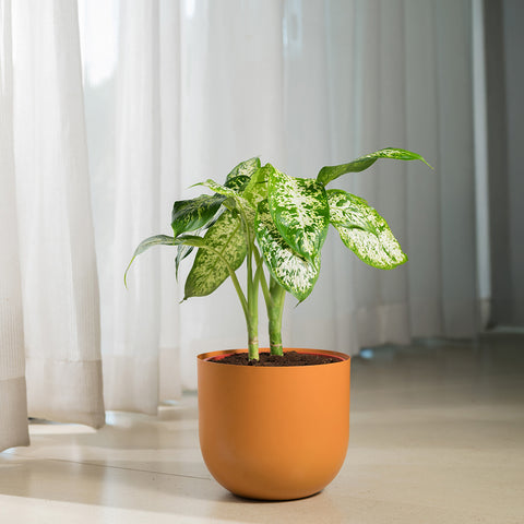 Dieffenbachia Cheetah with Arbor planter