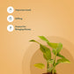 Set of 5 - Money Variegated & Golden Hahnii Snake & Syngonium Pixie White & Money N'Joy & ZZ - Zamia Green Plant