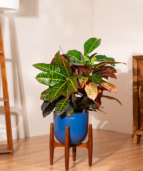 Croton Petra with Extra Large Self Watering Pot