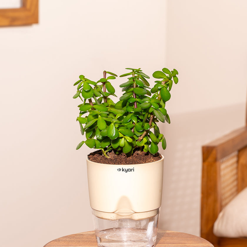 India's #1 Plant & Pots Store| As seen on Shark Tank| Kyari.co