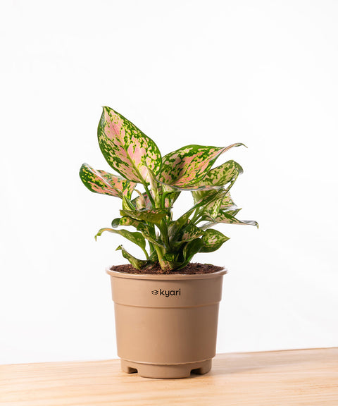 Aglaonema Pink Valentine Plant