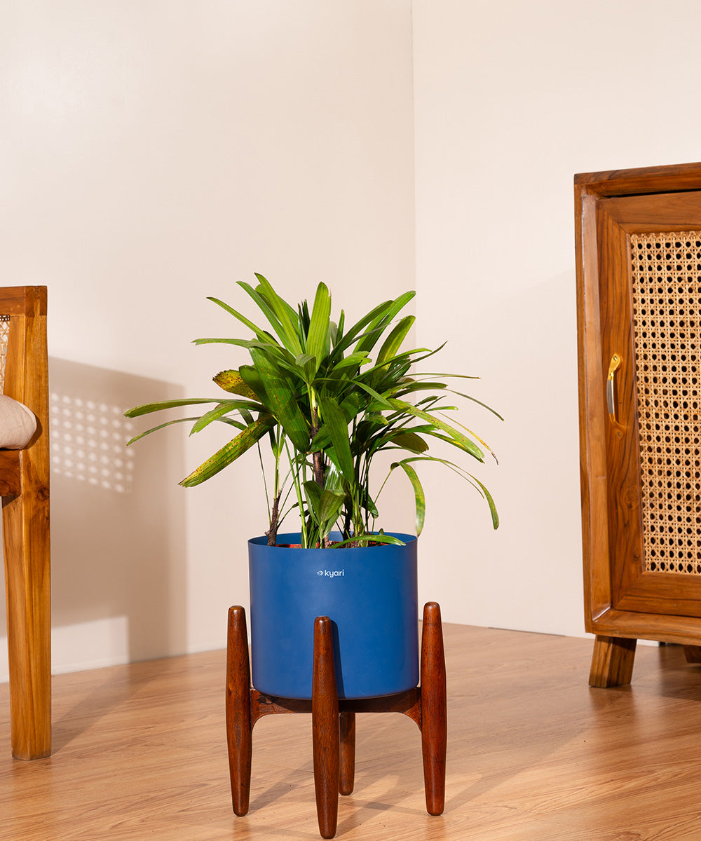 Rhapis palm with Zen Metal Self Watering Pot