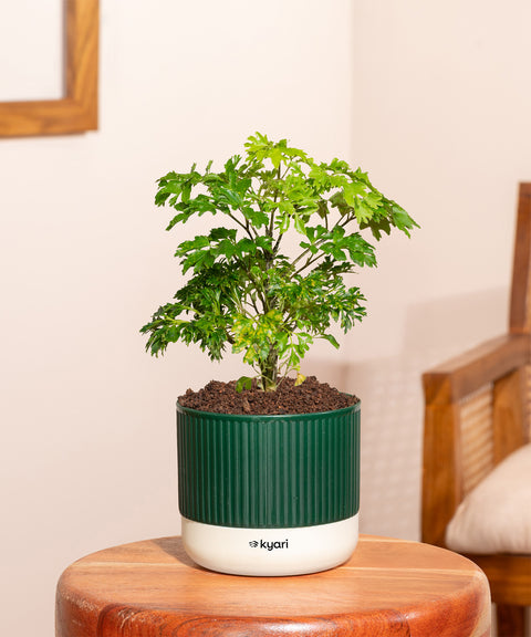 Aralia Green Plant With Mylo Planter