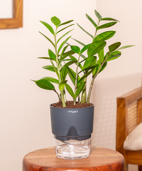 Zamia Green - ZZ Plant With Self Watering Pot