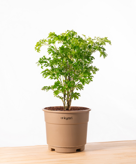 Aralia Green Plant