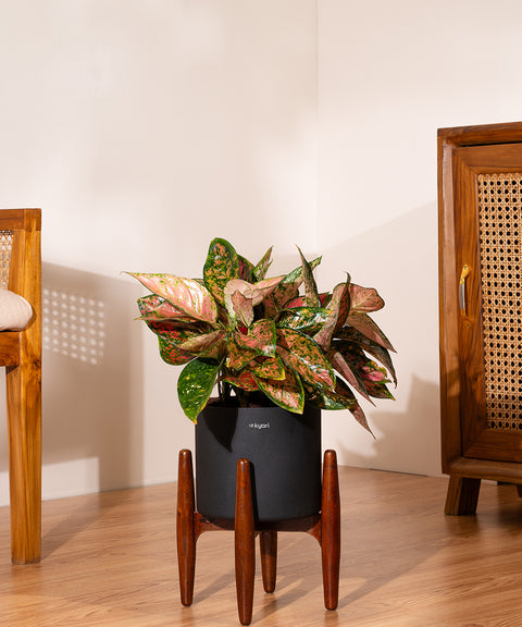 Aglaonema Valentine with Metal Self Watering Pot