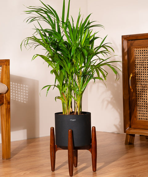 Chamaedorea Palm with Large Self Watering Pot