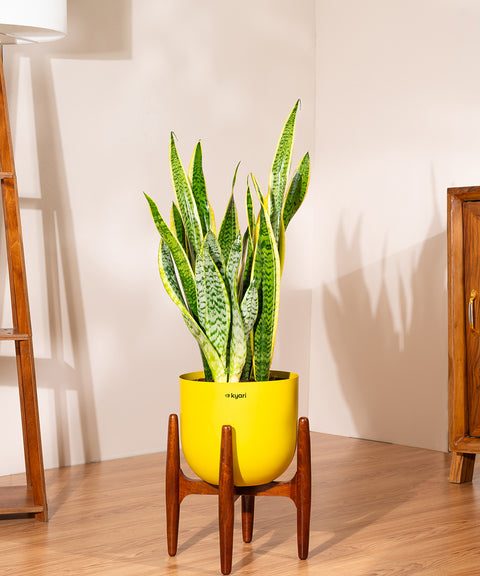 Sansevieria Zeylencia Golden with Arbor Planter