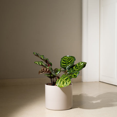 Calathea Peacock with Zen Planter