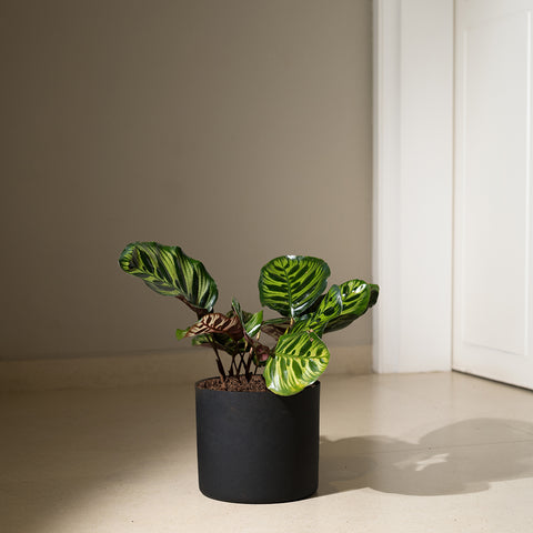 Calathea Peacock with Zen Planter