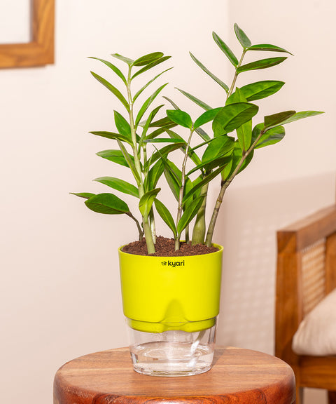 Zamia Green - ZZ Plant With Self Watering Pot