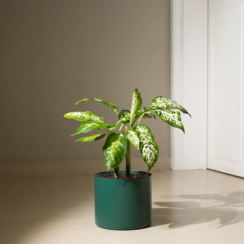 Dieffenbachia Cheetah with Zen Planter