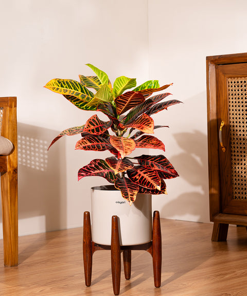 Croton Petra Plant With Self Watering Pot