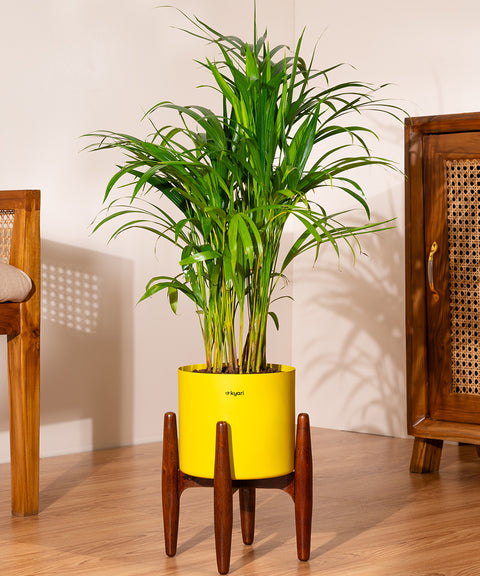 Areca Palm Plant With Self Watering Pot